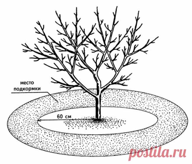 Уход за молодыми яблонями | Цветовод-Консалтинг