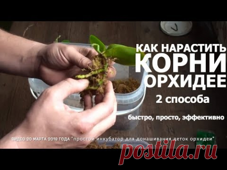 СГНИЛИ КОРНИ у ОРХИДЕИ 2 способа как нарастить корни орхидее быстро и эффективно