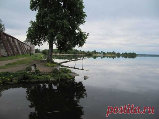 Живая вода. Сиверское озеро - Наука и жизнь