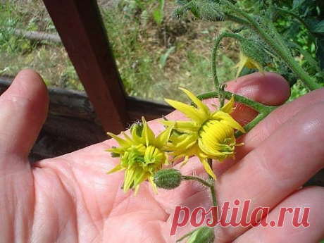 Чтобы не было уродов, удаляйте у томатов махровые цветки