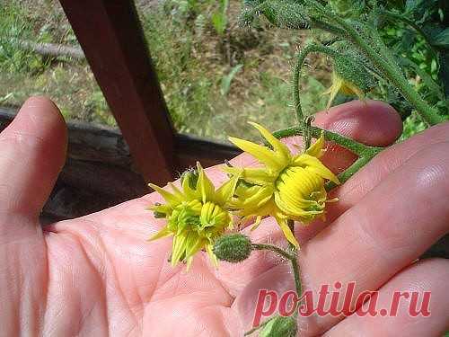 Чтобы не было уродов, удаляйте у томатов махровые цветки