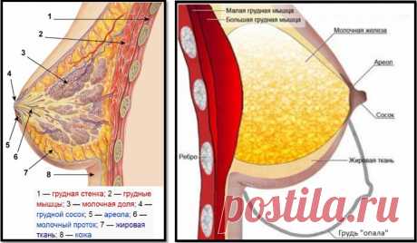 Как сделать грудь упругой