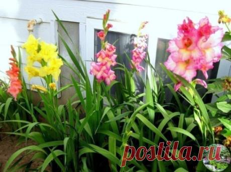 5 СЕКРЕТОВ ГЛАДИОЛУСОВ
Эти красавцы с мощными стеблями и крупными цветами давно занимают ведущее место в российских садах. Но не у всех они удаются. А все потому, что им не обеспечили должных условий.
На самом деле уход за гладиолусами несложен. Просто надо учесть некоторые моменты.
5 секретов гладиолусов
1. Выбирайте русские сорта. Опытные садоводы давно подметили, что, например, большинство североамериканских сортов в наших условиях часто болеют и не дают полноценных цветов. То же самое пр
