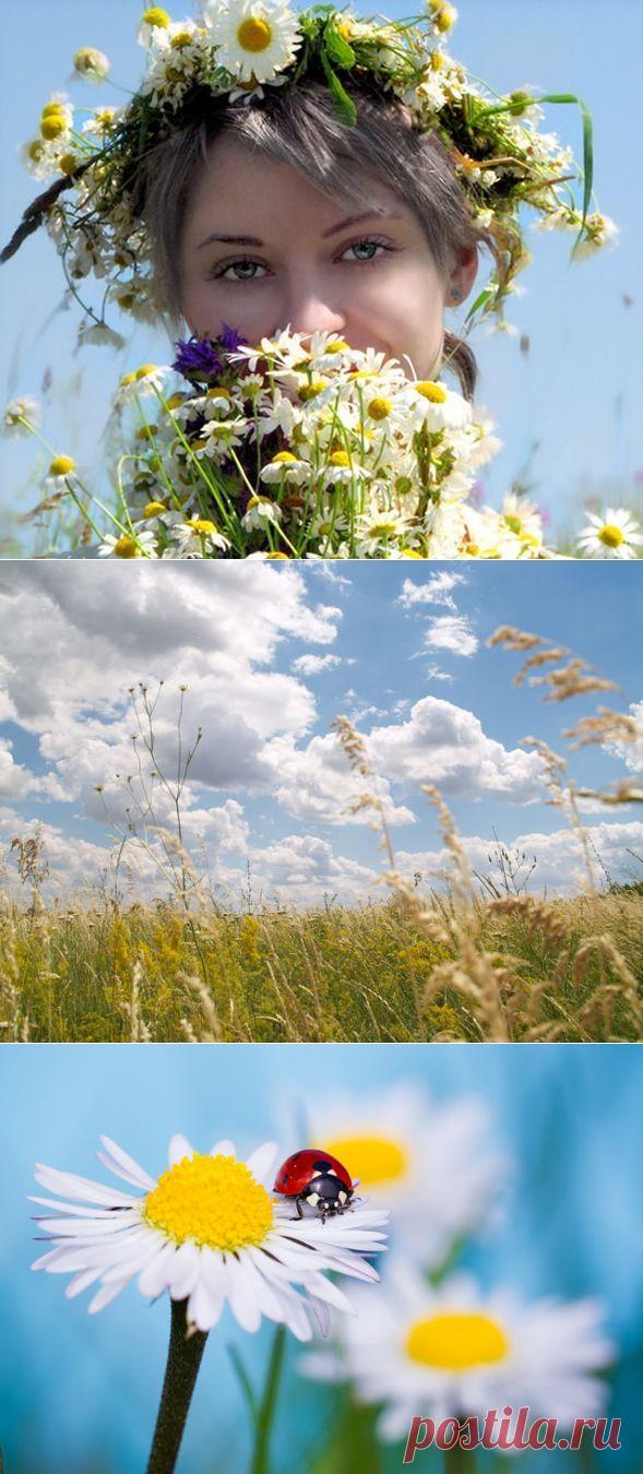 Лето - маленькая жизнь