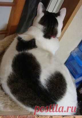 Кот, у которого на спине кот)