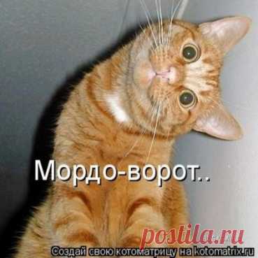 Лучшая котоматрица недели / Питомцы (нашла Катерина)