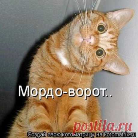 Лучшая котоматрица недели / Питомцы (нашла Катерина)