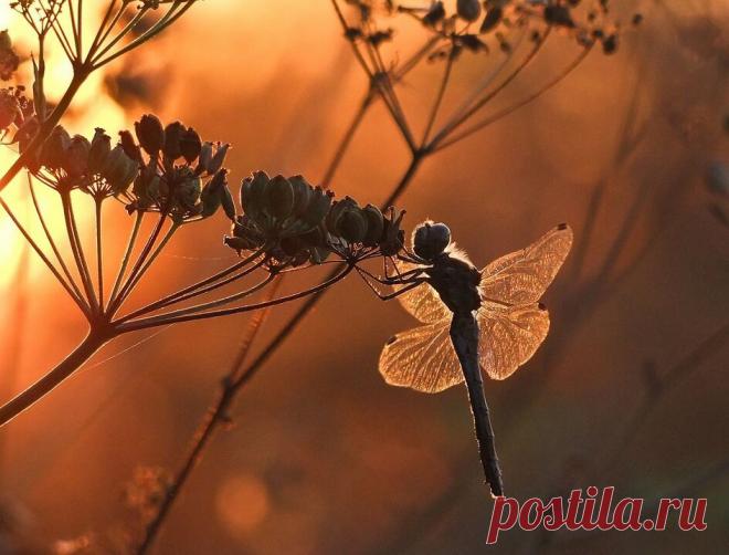 Поразительные фотографии, макро съемка | Разносторонняя личность | Яндекс Дзен