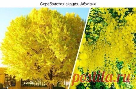 Самые великолепные деpeвья в этом миpе. / Рукоделие