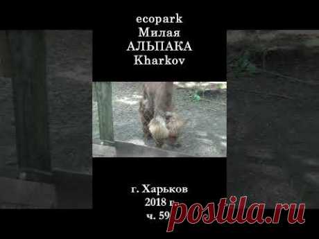 █ ЭкоПарк Харьков ч.59 / Милый АЛЬПАКА / 2018 г. #shorts