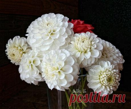 Таинственные георгины.... ♥