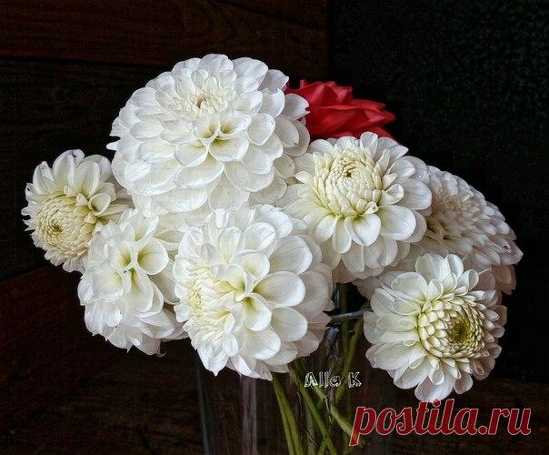 Таинственные георгины.... ♥