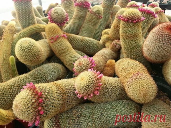 кактусы пейот: 2 тыс изображений найдено в Яндекс.Картинках
