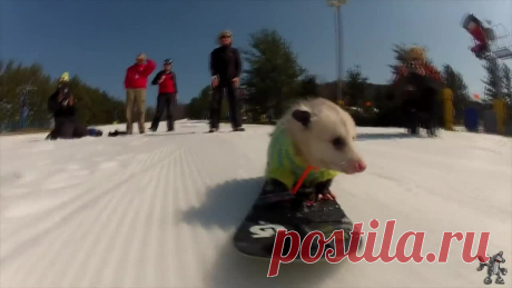 ANIMALS ARE AWESOME TOO! HUMANS   PEOPLE ARE AWESOME SPOOF3.mp4 View and download from Yandex Disk
