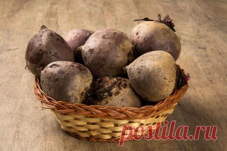 Хранение свеклы в домашних условиях — 6 соток