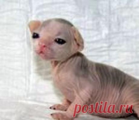 Бабушка и котенок-сфинкс Рассказ