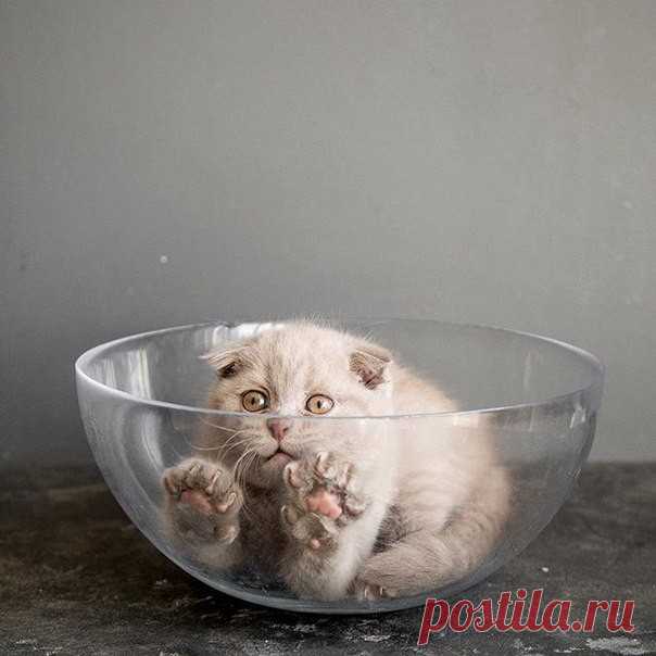 Порция милых котиков