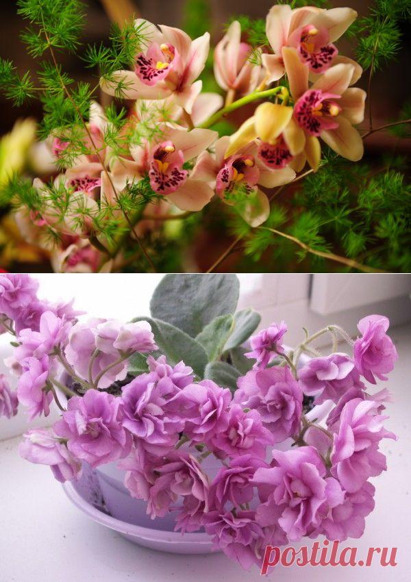 Уход за комнатными растениями.