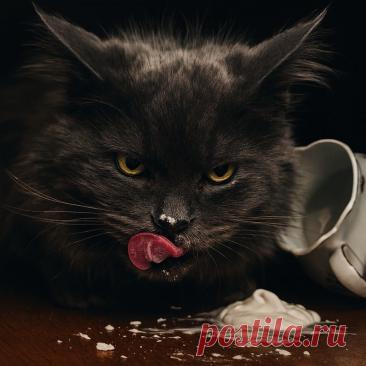 Похититель сметаны - OGADANIE.RU