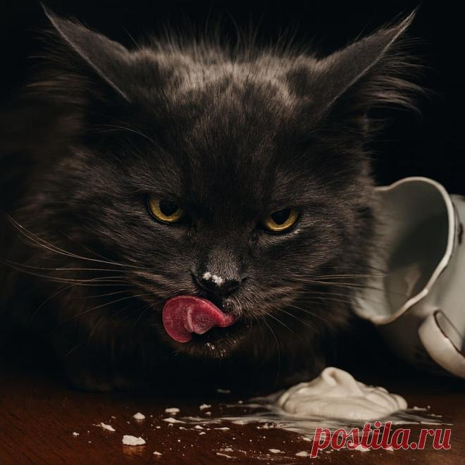 Похититель сметаны - OGADANIE.RU