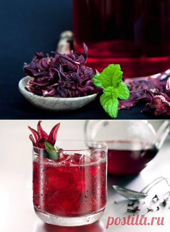 Каркаде: польза, противопоказания, способы заваривания | Среда обитания