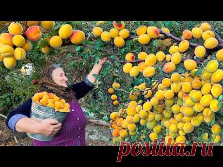 Собираем Свежие и Крупные Абрикосы и Готовим Много Варенья на Зиму!