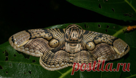 Brahmidia hearseyi из семейства Брамеи можно встретить в Таиланде, если повезёт конечно)