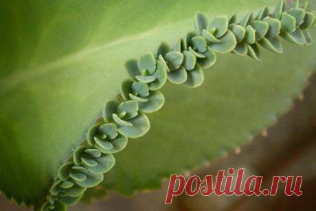 7 полезных домашних растений
Комнатные растения предназначены не только для придания дому уюта и эстетической красоты. Некоторые виды домашних цветов имеют и практическое назначение. Например, очищение воздуха или обладают лечебными свойствами.