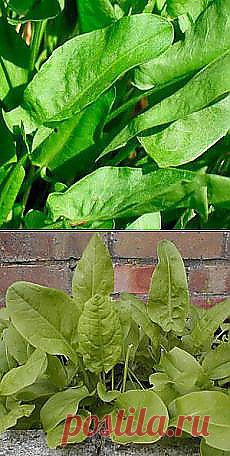 Маленькие хитрости советских людей / Назад в СССР и другие материалы. Новое в Вашей подборке на Постила.ru - vladimirdudin56@mail.ru - Почта Mail.Ru