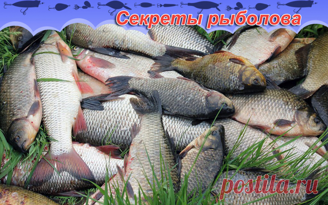 Карась и плотва выстраиваются в очередь. Шикарная насадка за 5 минут. | Блоги о даче и огороде, рецептах, красоте и правильном питании, рыбалке, ремонте и интерьере