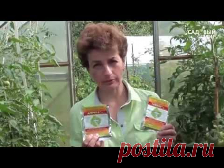 Болезни томатов.Бурая пятнистость томатов. Сайт "Садовый мир"