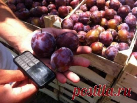 Крупноплодные сорта слив - Садоводка