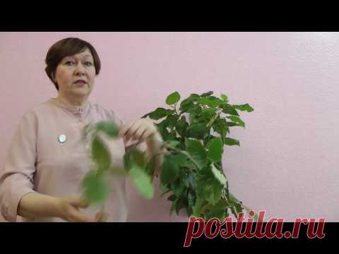 ТЕТРАСТИГМА  житель планеты земля