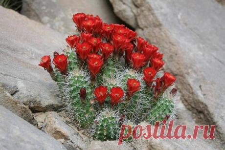 КАКТУСЫ