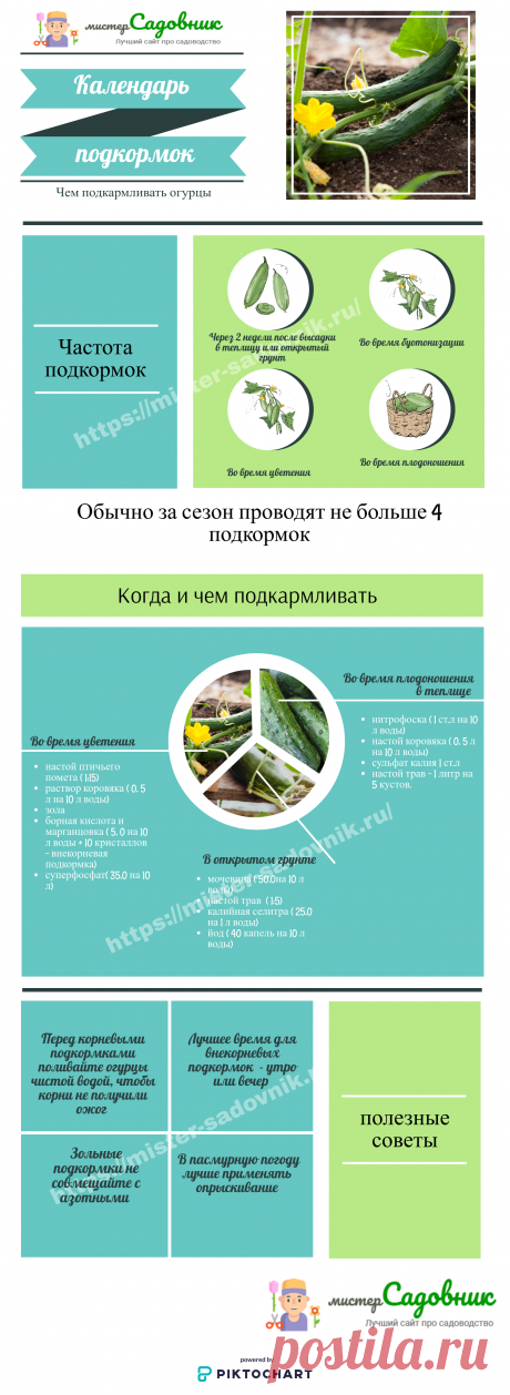 Подкормки для огурцов - чем подкармливать огурцы в теплице