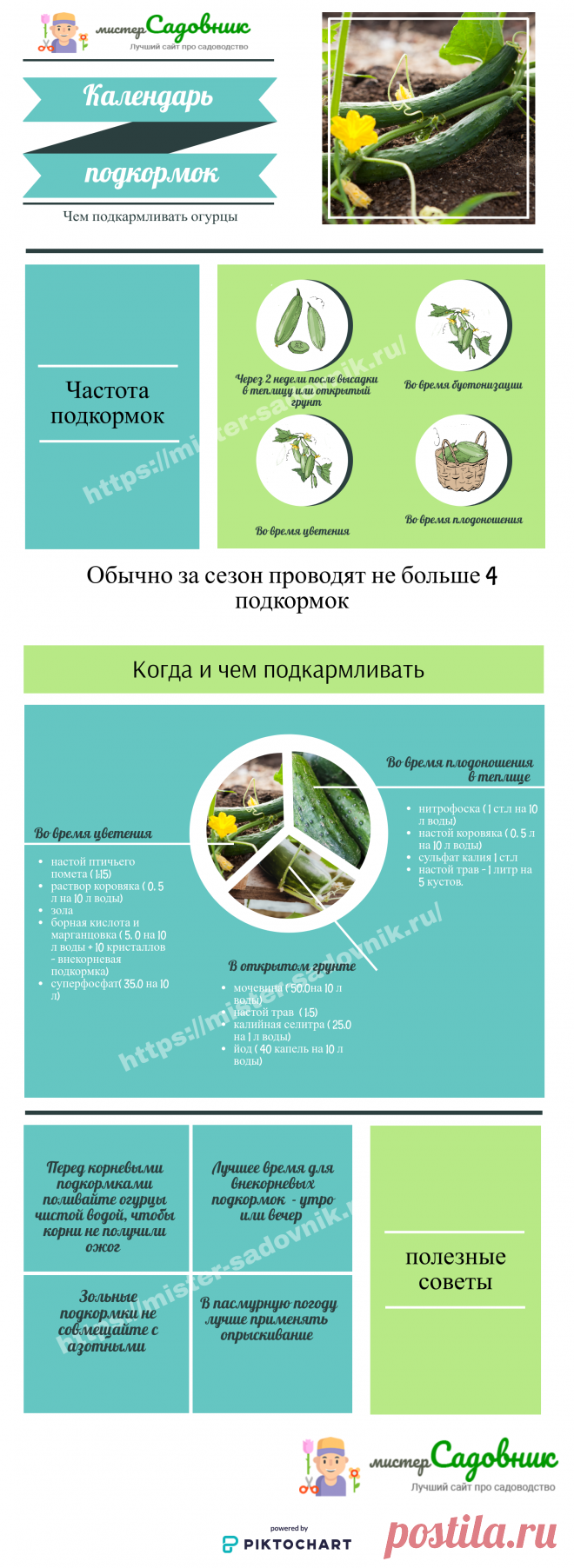 Чем подкармливать огурцы ?
