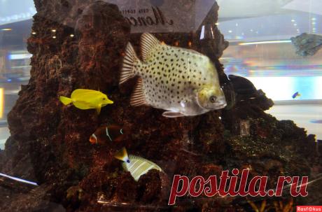 Фото: Аквариум. Николай Попов. Подводный мир - Фото и фотограф на Расфокусе.