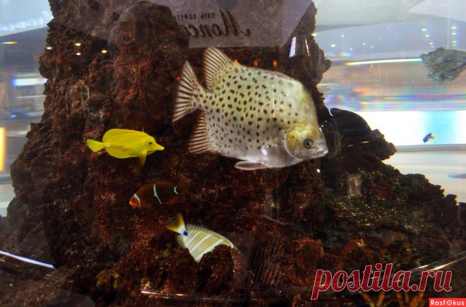 Фото: Аквариум. Николай Попов. Подводный мир - Фото и фотограф на Расфокусе.