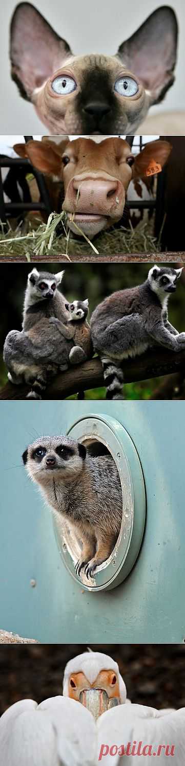В мире животных: новые фотографии животных (12 фото) - Интересное - NewsUkraine