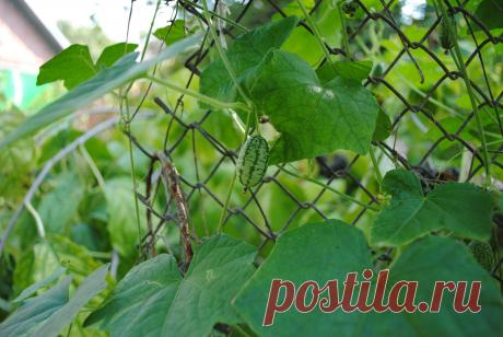 МЕЛОТРИЯ шершавая (африканский огурец).Неприхотливое, быстрорастущее и высокоурожайное растение. Довольно декоративна множеством небольших (1-1,5 см) пятнистых плодов, которыми буквально облеплена. Молодые плоды по вкусу похожи на огурцы, а зрелые имеют чуть кисловатый привкус, очень долго хранятся в свежем виде. Плоды идеальны в консервированном виде (соление, маринование и т.д. ), оригинальны внешним видом. Не поражается болезнями.1 пак. сем.  – 80 руб.Вышлю каталог растений. kippiep@mail.ru