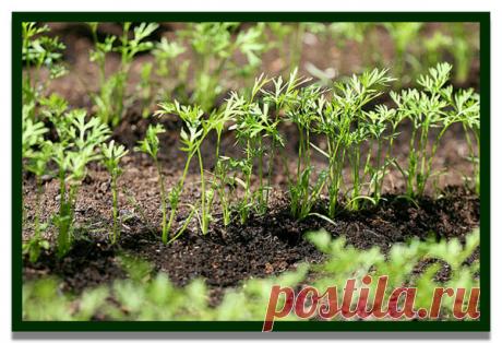 Ваша Морковь взойдет через 4-5 дней! | 4 Сезона огородника | Яндекс Дзен