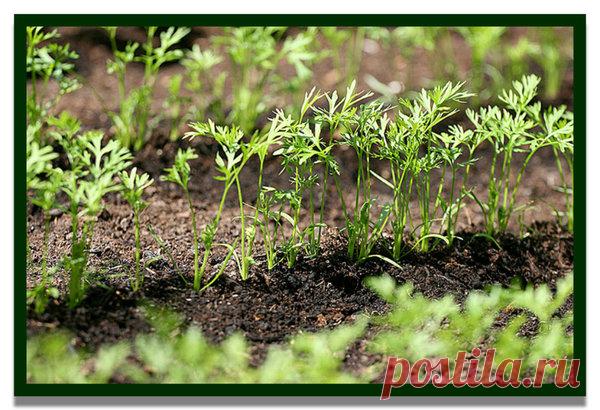 Ваша Морковь взойдет через 4-5 дней! | 4 Сезона огородника | Яндекс Дзен