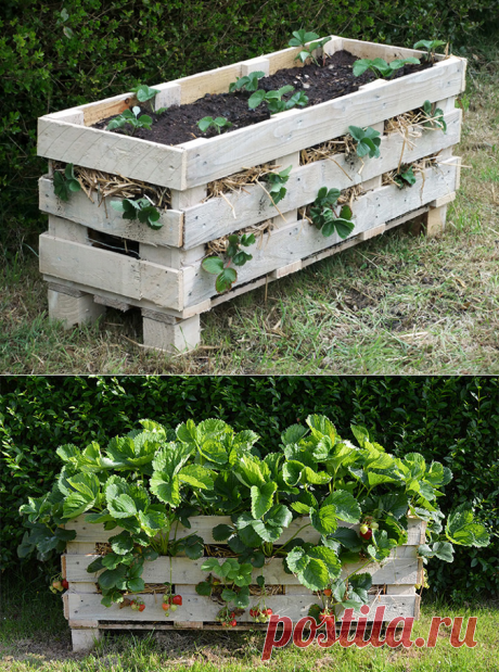 Клубничная грядка из поддонов