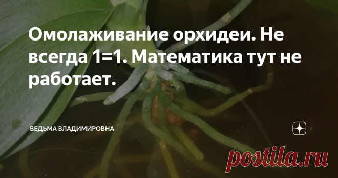 Омолаживание орхидеи. Не всегда 1=1. Математика тут не работает. Неделю назад я получила очередную орхидею для реанимации. Экземпляр очень интересный и живучий. Почему? Эта орхидея фаленопсис была приобретена в магазине 8 лет назад. С того времени ее не пересаживали и не давали никаких подкормок. При этом, орхидея исправно цвела каждый год. Но всему приходит конец. Орхидеюшка истощила все свои жизненные силы, несмотря на то, что их у нее было ну очень много.   На фотографи...