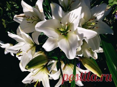 Обожаю белые лилии...😍❤