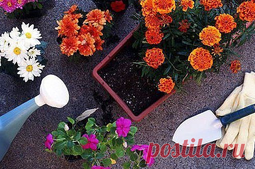 ЛУКОВЫЙ КОКТЕЙЛЬ ДЛЯ ЦВЕТОВ! 

 Сохраните, чтобы не потерять! 

Если мои комнатные цветы 
