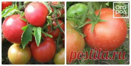 7 самых урожайных сортов томатов | Томаты (Огород.ru)