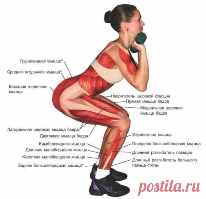 Всё, что Вы должны знать о приседаниях для красивой попы!