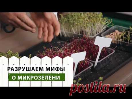 Разрушаем мифы о микрозелени