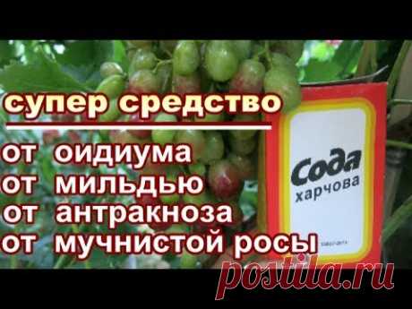 CОДА ПИЩЕВАЯ + ЙОД+ МАРГАНЕЦ  от ОИДИУМА, МИЛЬДЬЮ АНТРАКНОЗА.. ОПРЫСКИВАЕМ во время созревания ягод
